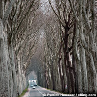 a long avenue somwhere in france